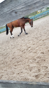 Haras de la Canteraine photo