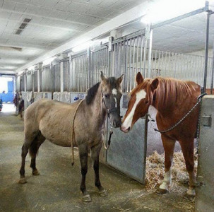 Haras de la Colline, Pension pour chevaux photo