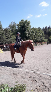 Haras de la Ferme des Hospices photo