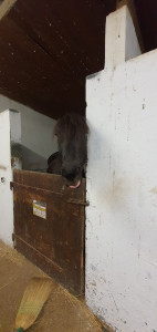 Haras de la Jonchère photo