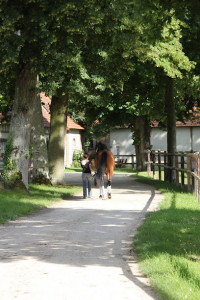 Haras de mormoulins photo