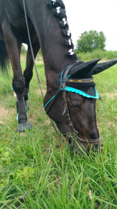 Haras des Epasses photo