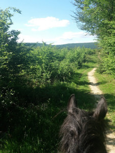 Horse Farm De La Forêt De Chailluz. photo