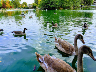 Jardin du Petit Lac photo