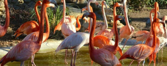 Jardin Exotique - Zoo de Sanary - Bandol photo