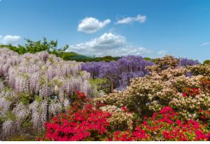 JARDINS DE LA COMMANDERIE DE PEYRASSOL photo