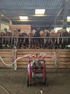 La Chèvre Rit - Ferme Pédagogique / Fromage photo