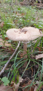 La clairière du Findez photo