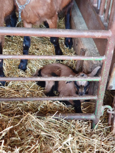 La ferme de Chauvry photo