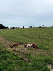 LA FERME DU PRE BOIS photo