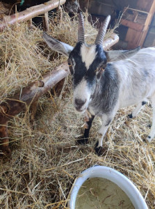 La Ferme Hulule photo