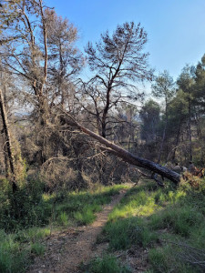 La Fount del Bosc photo