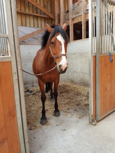 Lannion Equitation photo