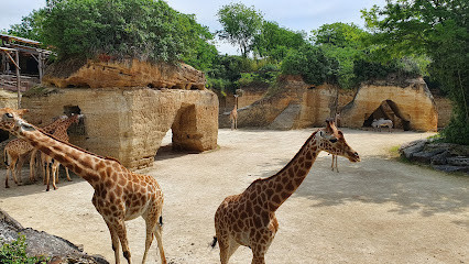 Le Camp Des Girafes photo