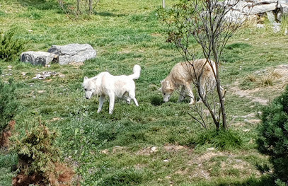 Le Clan des Loups photo