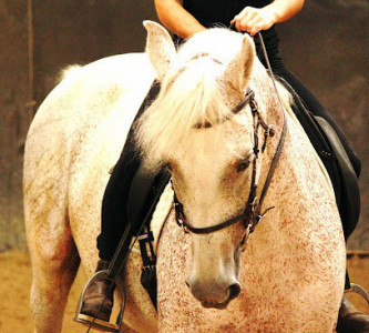 Le Manège de la Timide Vérité photo