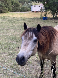 Le Paradenya - Poney Club de Grasse photo