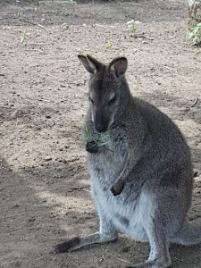 Le parc animalier EDENTARA photo