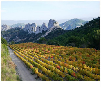 Le Vin au Vert photo