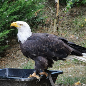 Les Aigles d'Aure photo