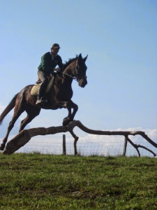 Les chevaux de Gauchoux photo
