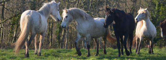 Les Crinières De L'ouest photo