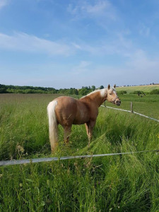 Les écuries de la Noue photo