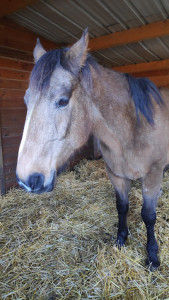 Les Ecuries d'Elydre photo