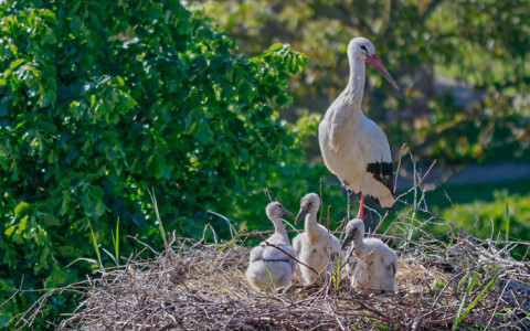 Les Journées de la Biodiversité photo