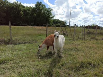 Les lamas de Brandacot photo