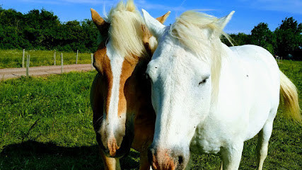 Les Poneys de Julie photo