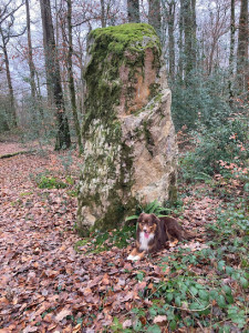 Menhirs de la Forêt de Haute-Sève photo