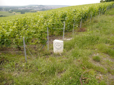 Moet et Chandon champagne dom perignon photo