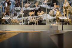 Musée d'Histoire Naturelle de Lille photo