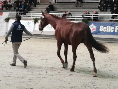 Normandie Horse Show photo