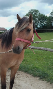 Ô Cheval photo