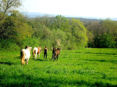 Padirac Cheval Nature photo