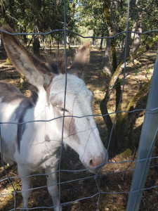Parc a daim photo