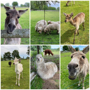 Parc Animalier Chez Dame Nature photo