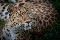 Parc Animalier d'Auvergne photo