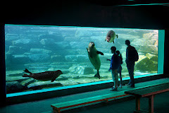 Parc animalier et botanique & Parcabout de Branféré photo