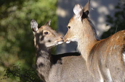 Parc Animalier La Vallée Sauvage photo