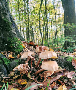 PARC FORESTIER RIVE DROITE « LA BARAQUE » photo