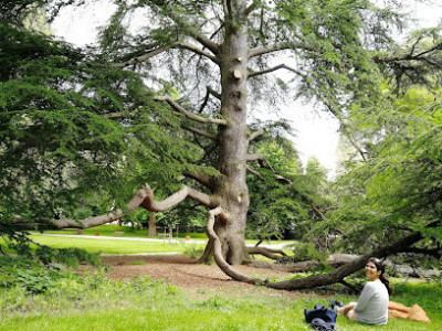 Parc Napoleon III photo