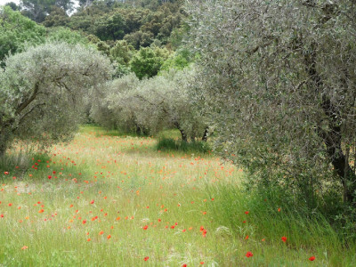 Parc naturel régional des Alpilles photo