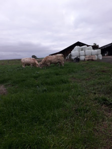Petit Morin photo