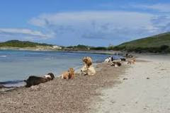 Plage de Barcaggio photo