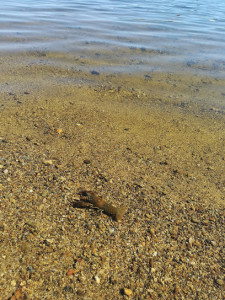 Plage de Neuvic photo