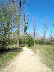 Plaine des Orchidées photo