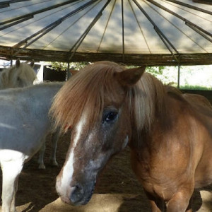 Poney Club de Bouffemont photo